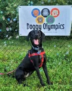 Doggy Olympics