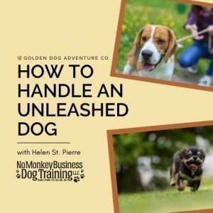 How to Handle an Unleashed Dog (Video)