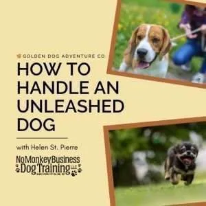 How to Handle an Unleashed Dog (Video)