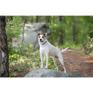 Jethro