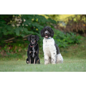 Lucy and Archie