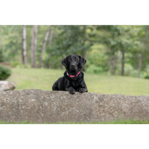 Millie