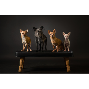 Olivia, Freyja, Pixel and Rayla