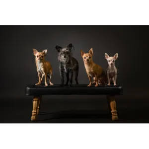Olivia, Freyja, Pixel and Rayla