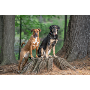 Pepper and Tilly
