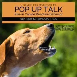 Rise in Canine Reactive Behavior (Video)