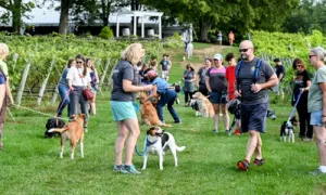 Hikes & Hops at Flag Hill Winery