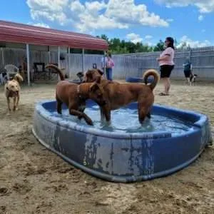 Pool Party at K9 Kaos