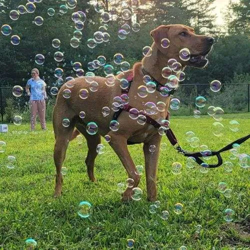 Obie chasing bubbles