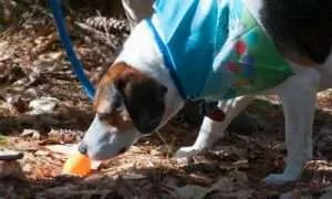 Doggy Easter Egg Hunt at Little River Park